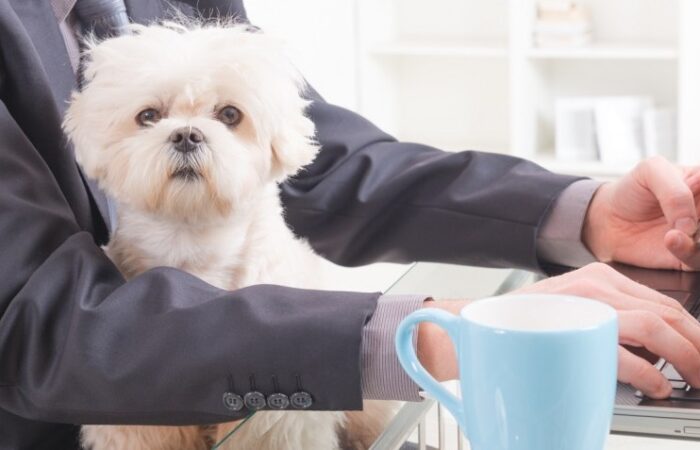 Dog Bite Attorney