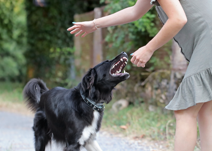 dog bites someone