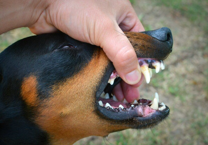 dog bites someone