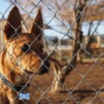 Dog Bites a Trespasser