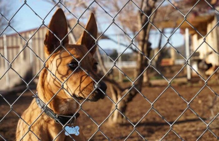 Dog Bites a Trespasser