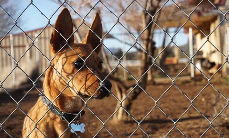 Dog Bites a Trespasser